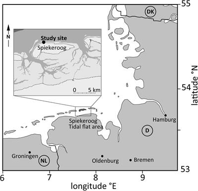 Spatial and Temporal Patterns of Pore Water Chemistry in the Inter-Tidal Zone of a High Energy Beach